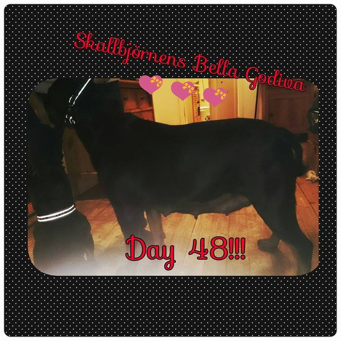 Bella very much pregnant, day 48 from last breeding and day 56 from the first one!