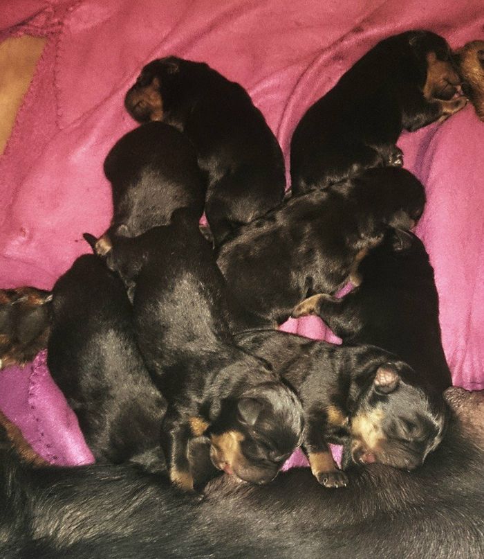 8 puppys born 20140113. 4 males and 4 females!!! between 400 and 500 grams in birthweight! 