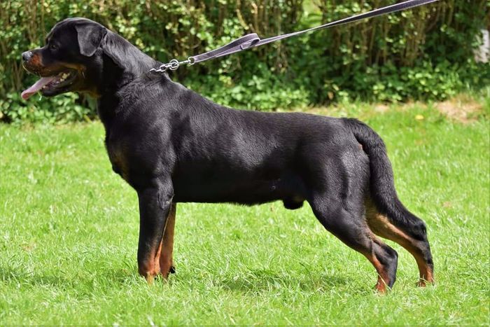 Flash Crni Lotos, HD A, ED/AD 0; 22 3 years.
V rated at klubsieger 2015; V1 juniorclass males rottweilerbreed show in sweden 2015.
